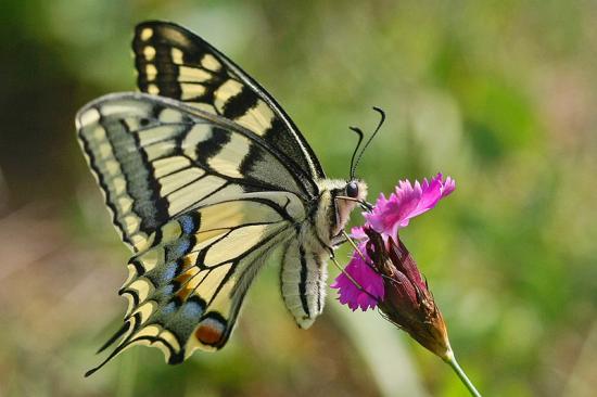 Résultat de recherche d'images pour "papillon machaon"